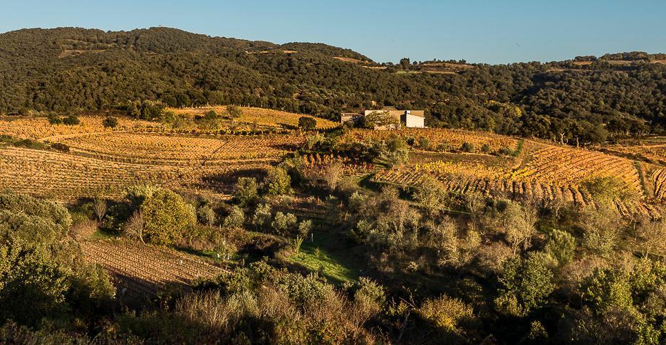 Neoneli scommette sul vino 