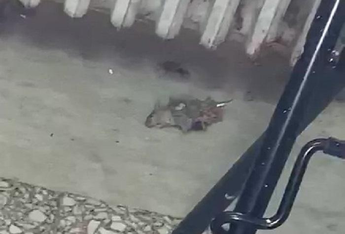 Sassari, invasione di topi alla scuola Media numero 2 