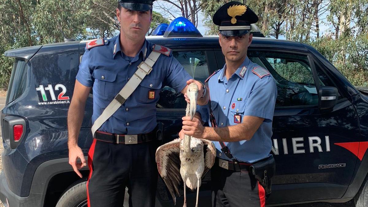 Il fenicottero con i Carabinieri