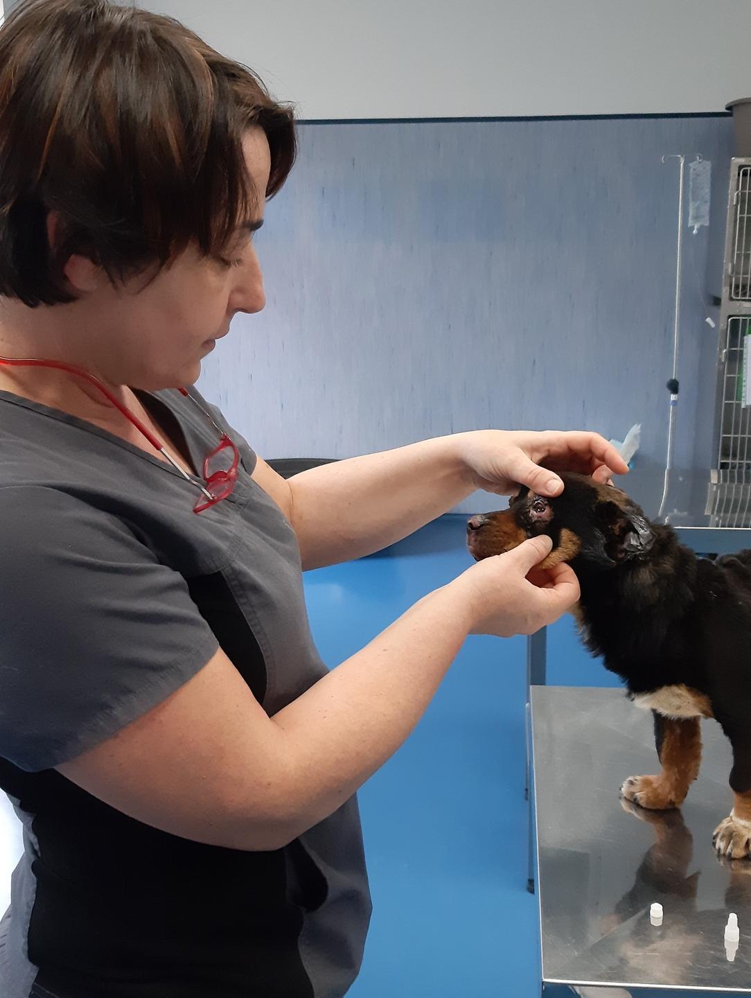 «Riaprite l’ospedale veterinario» 