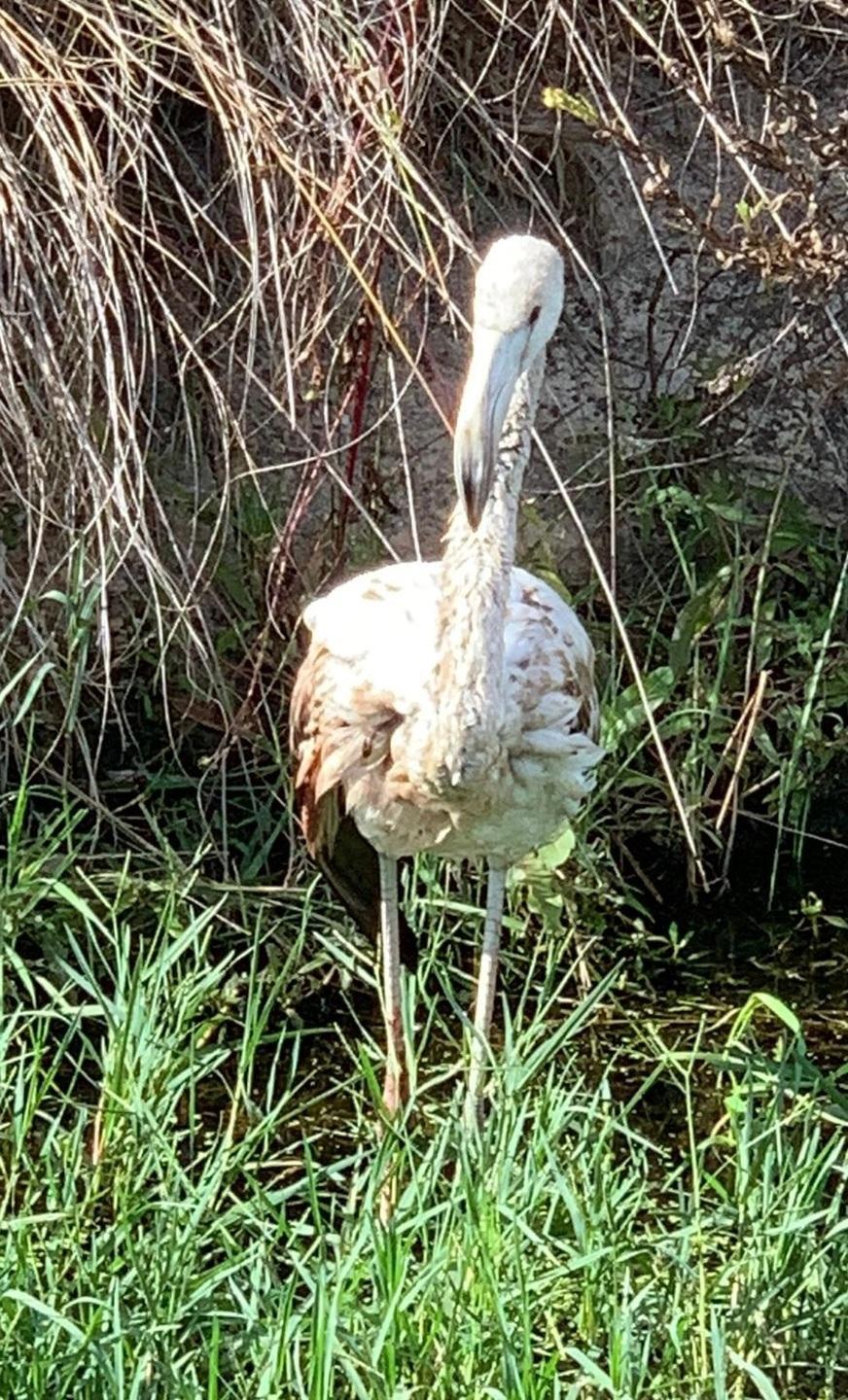 Fenicottero salvato dai carabinieri
