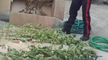 Quarantenne nei guai per coltivazione e detenzione di droga
