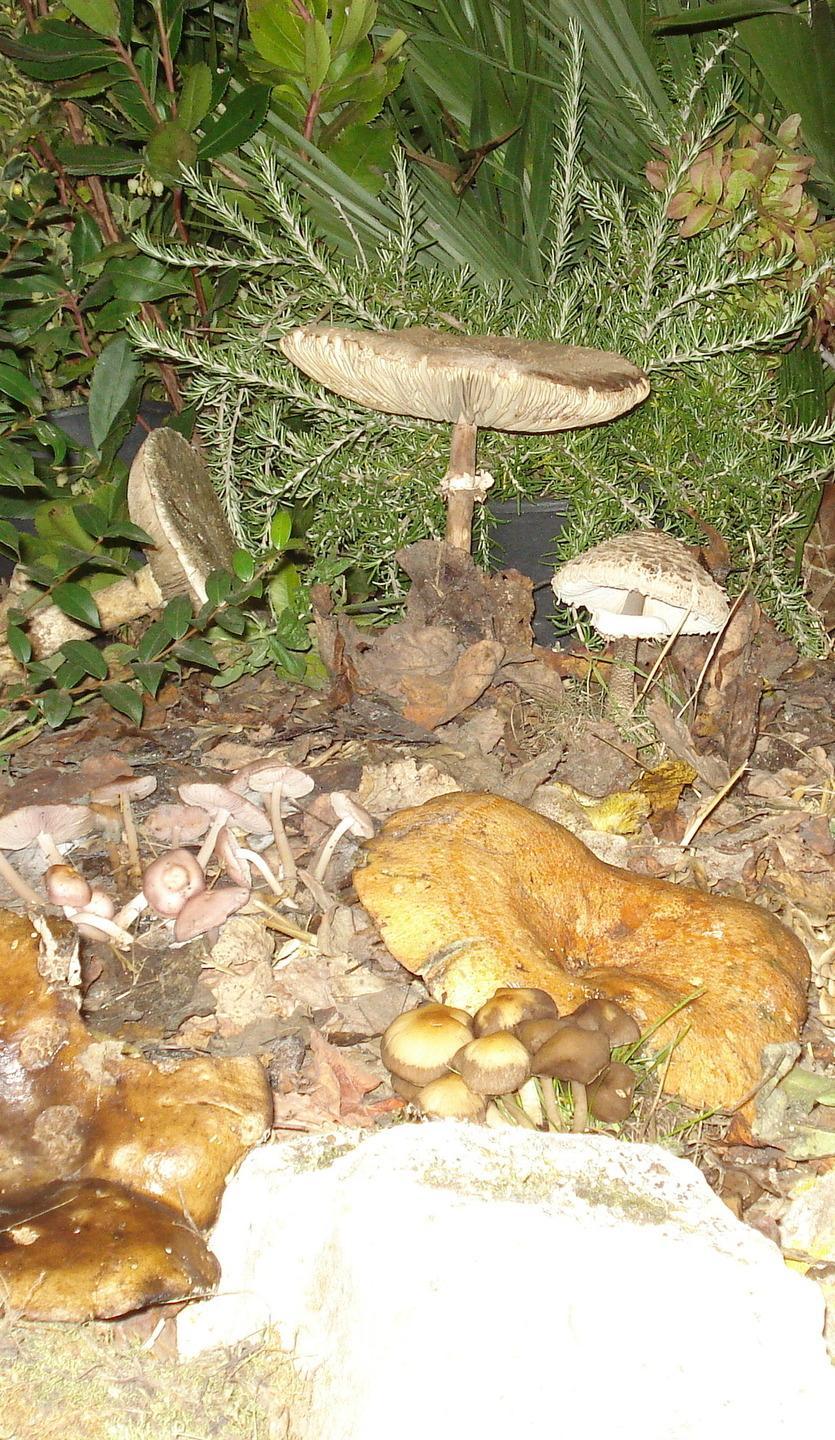 Conto alla rovescia per la mostra micologica 