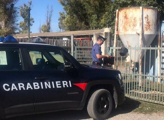 Nell'ovile mezzo etto di coca e due chili di marijuana: arrestato
