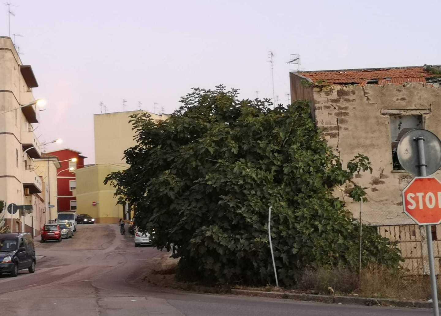 Un albero di fico sul marciapiede