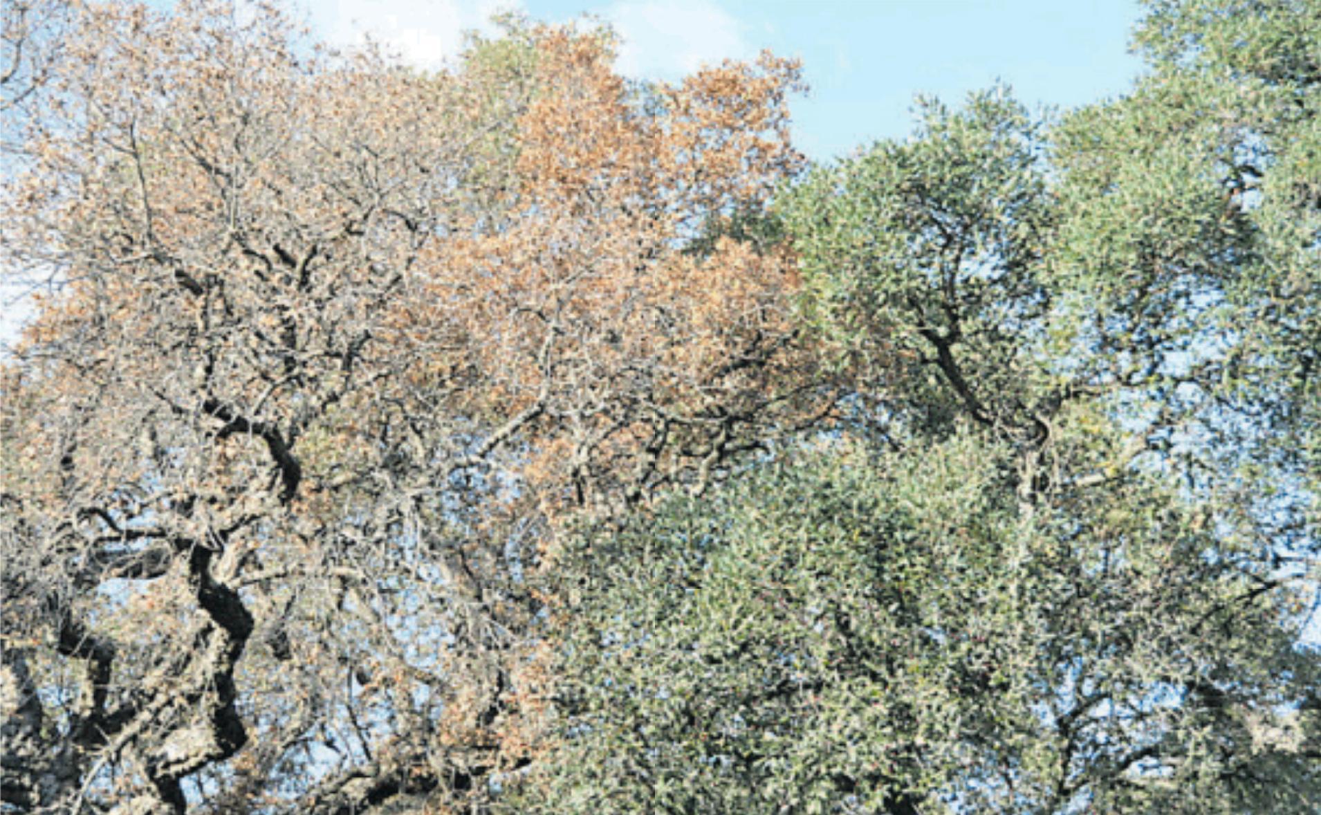 A sinistra alberi ammalati