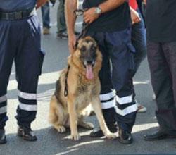 È morto Odrj, mascotte dei carabinieri