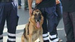 È morto Odrj, mascotte dei carabinieri