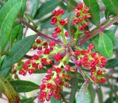 <strong>LENTISCO </strong>in fiore Una pianta sempre più a rischio razzia