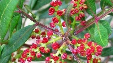 <strong>LENTISCO </strong>in fiore Una pianta sempre più a rischio razzia