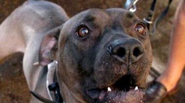 Un cane che mostra i denti