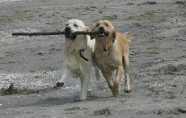 Spiagge vietate ai cani