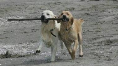 Spiagge vietate ai cani