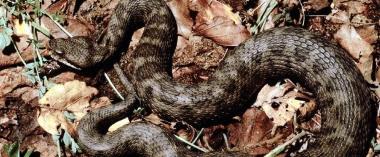 Una vipera come quella che ha morso il giovane a Canneto 
