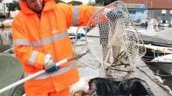 <b>UNA MORIA CHE PREOCCUPA.</b> Alcuni operai della Sea recuperano le centinaia di pesci trovati morti in Darsena