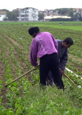 Stranieri al lavoro nei campi