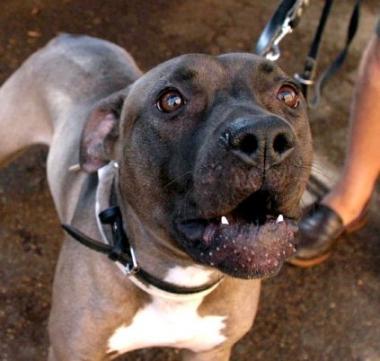Un cane che mostra i denti 