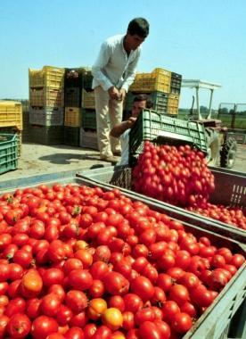Un lavoratore della raccolta dei pomodori   
