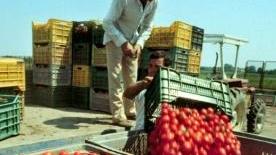 Un lavoratore della raccolta dei pomodori