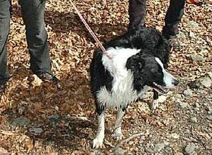 Povera Lucky, cane del soccorso uccisa con un boccone avvelenato