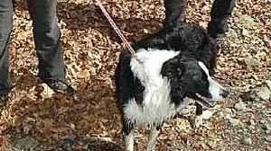 Povera Lucky, cane del soccorso uccisa con un boccone avvelenato