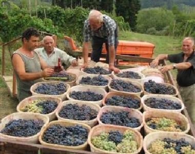 <b>VINO IN FESTA </b>Alcuni vignaioli impegnati nella vendemmia   