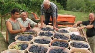 <b>VINO IN FESTA </b>Alcuni vignaioli impegnati nella vendemmia