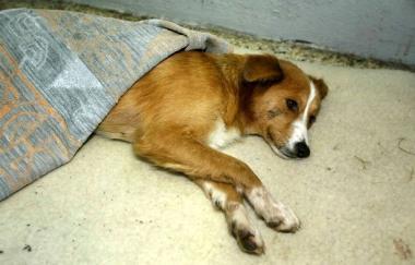 Un cane maltrattato e sofferente 