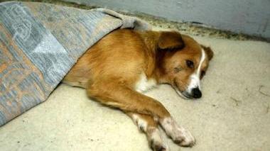 Un cane maltrattato e sofferente