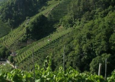 Vigneti sulle colline del Candia 
