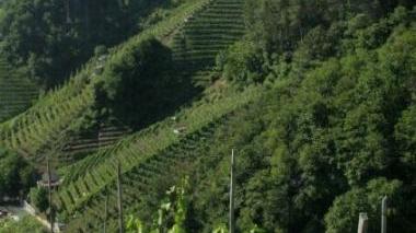 Vigneti sulle colline del Candia