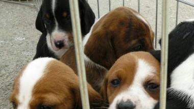 Alcuni cani da adottare presenti al Rifugio Tom