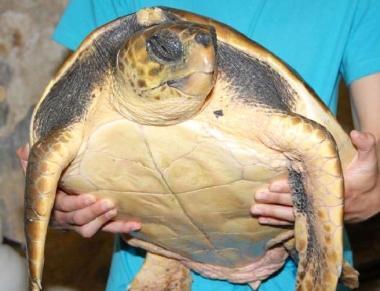 Tartaruga ferita da un'elica