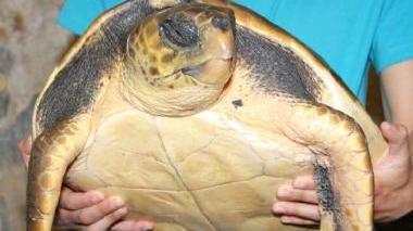 Tartaruga ferita da un'elica