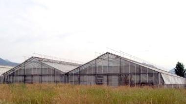 Una serra per la produzione di fiori