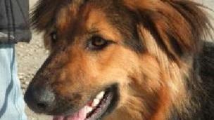 Il cane Vivian