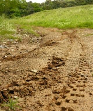 <b>NON IN SPIAGGIA</b>. Le tracce della moto sono state lasciate lungo uno dei sentieri delle Bandite di Scarlino      