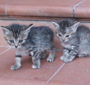 Gattini abbandonati in questi giorni 
