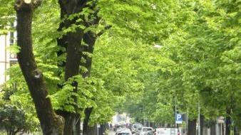 Il viale Roma Previsti interventi anche nelle vie limitrofe