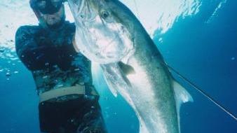 «Alla Meloria la pesca sub ha svuotato i fondali»