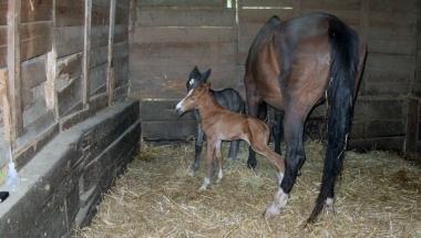 I puledri gemelli insieme alla loro mamma nel centro ippico Collelungo 