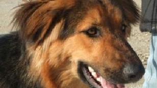 SOS ANIMALI