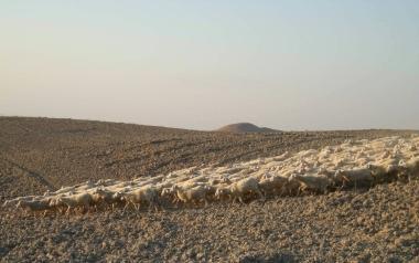 Un gregge sulle colline dellAlta Valdicecina; sotto due lupi  