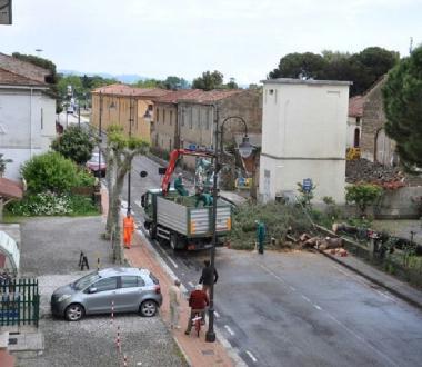 Lintervento per rimuovere ilgrosso pino a Vada 