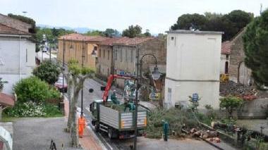 L’intervento per rimuovere ilgrosso pino a Vada