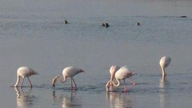 Fenicotteri all’oasi Wwf