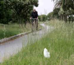 Città invasa dall'erba altaFate le vostre segnalazioni