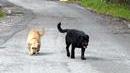 Bagnoli (Pd): Sos cani randagi servono controlli a Poggio Pelato