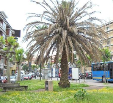 Due palme malate all'ingresso del centro