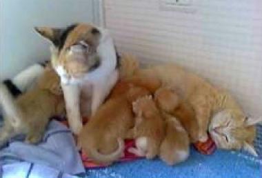 Una mamma allatta i suoi gattini 